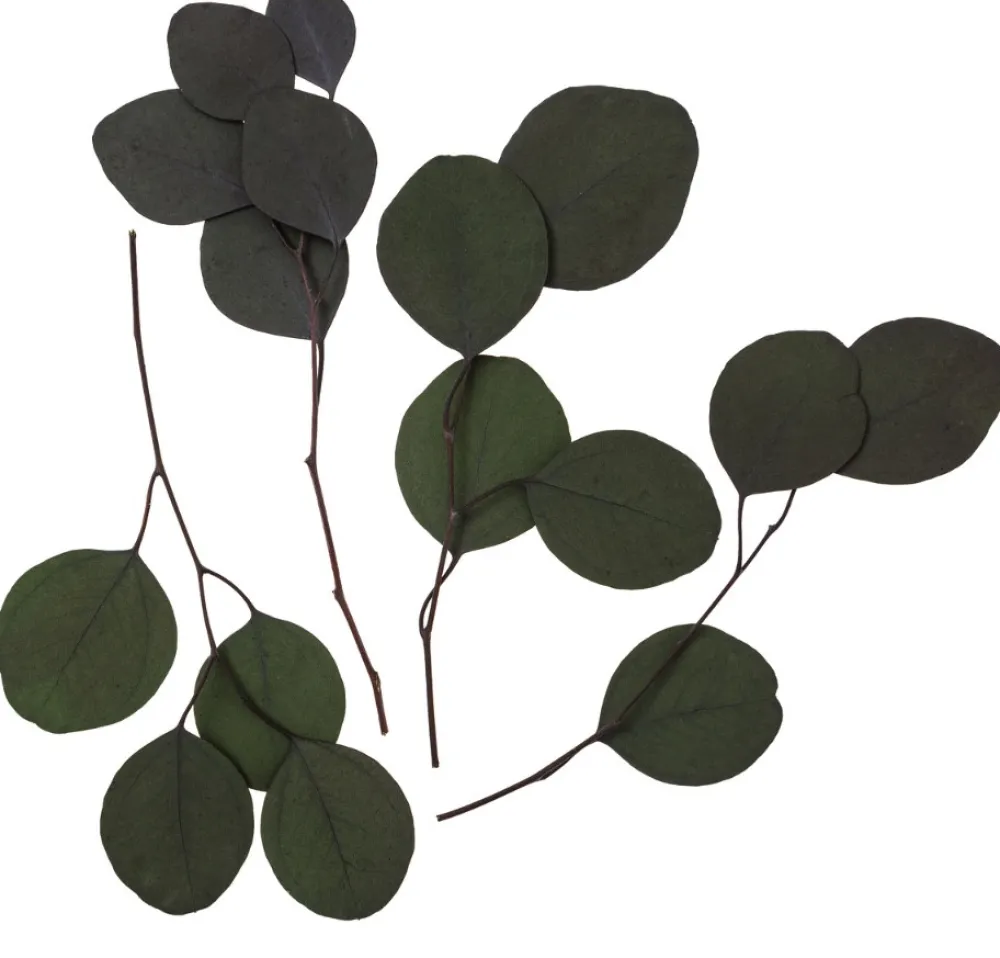 dpCraft Eukaliptus Populus - - zielony, 20 cm, 4 szt.