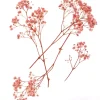 dpCraft Gałązki gipsówki - - light pink 15-20 cm 4 szt. > Kwiaty I Ozdoby Roślinne