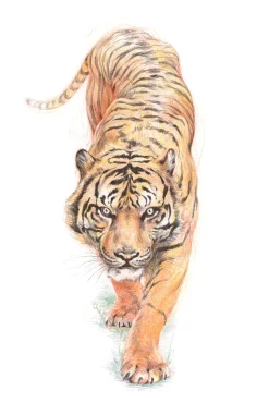 Derwent Kredka Drawing - - 1650 Light Rust ><noscript><img width=
