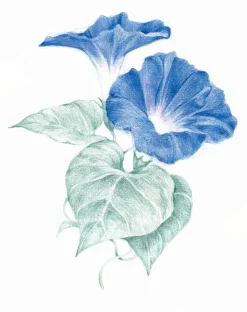 Derwent Kredka Drawing - - 2200 Soft Violet