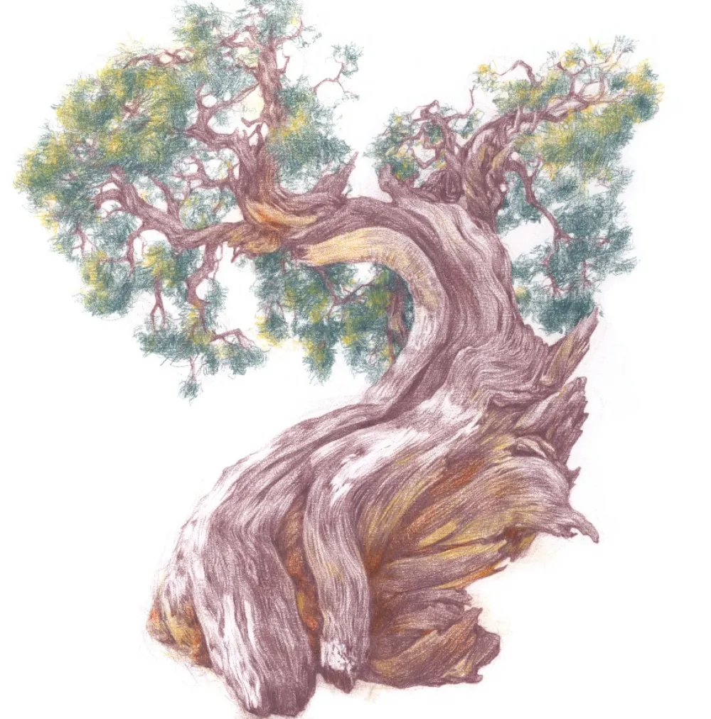 Derwent Kredka Drawing - - 2200 Soft Violet