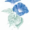 Derwent Kredka Drawing - - 3615 Solway Blue > Kredki