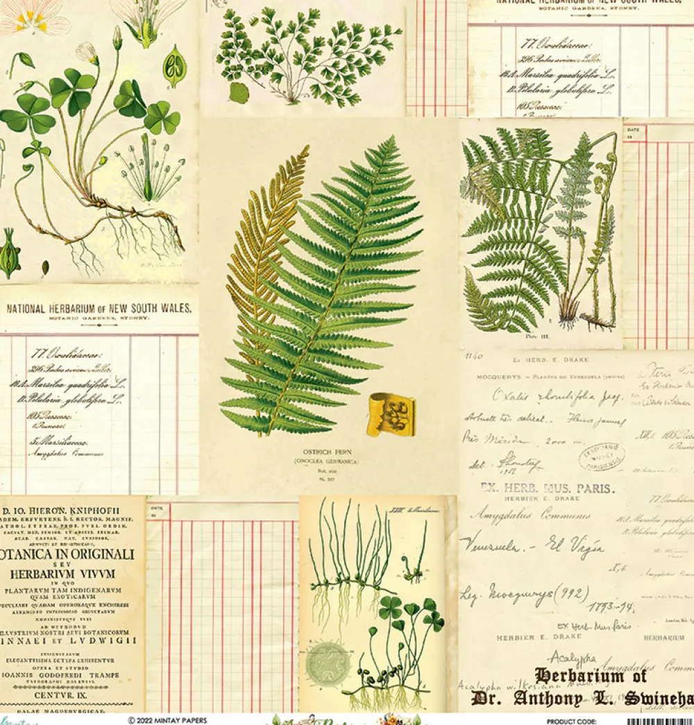 Mintay by Karola Papier do scrapbookingu 30,5 x 30,5 cm - Mintay - Botany 04