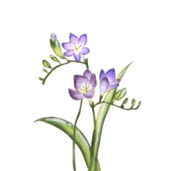 Kuretake Zestaw akwarelowy Watercolor Flowers, Gradation - - 11 szt. ><noscript><img width=
